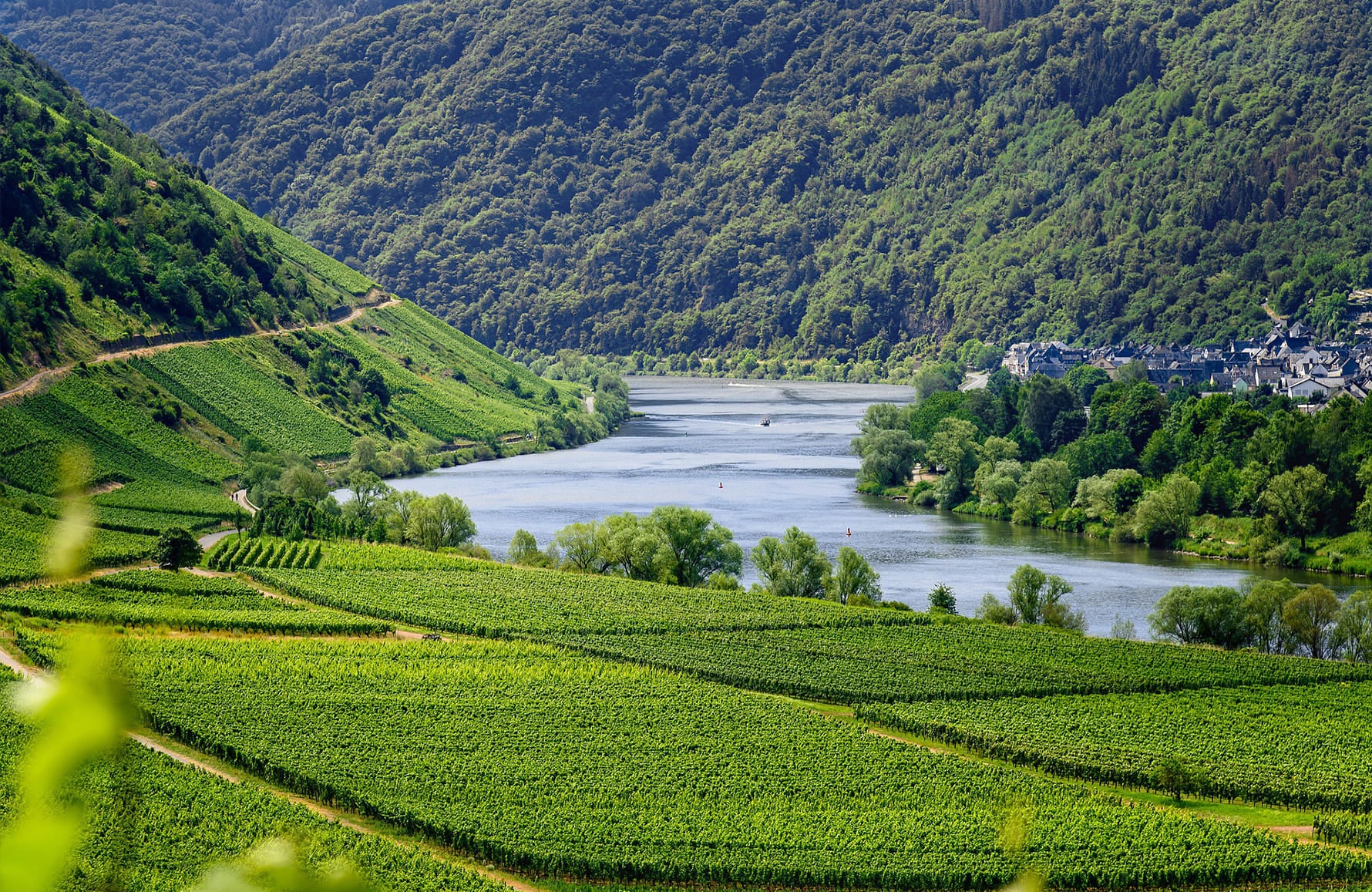 la storia di Domaine Peyre Rose