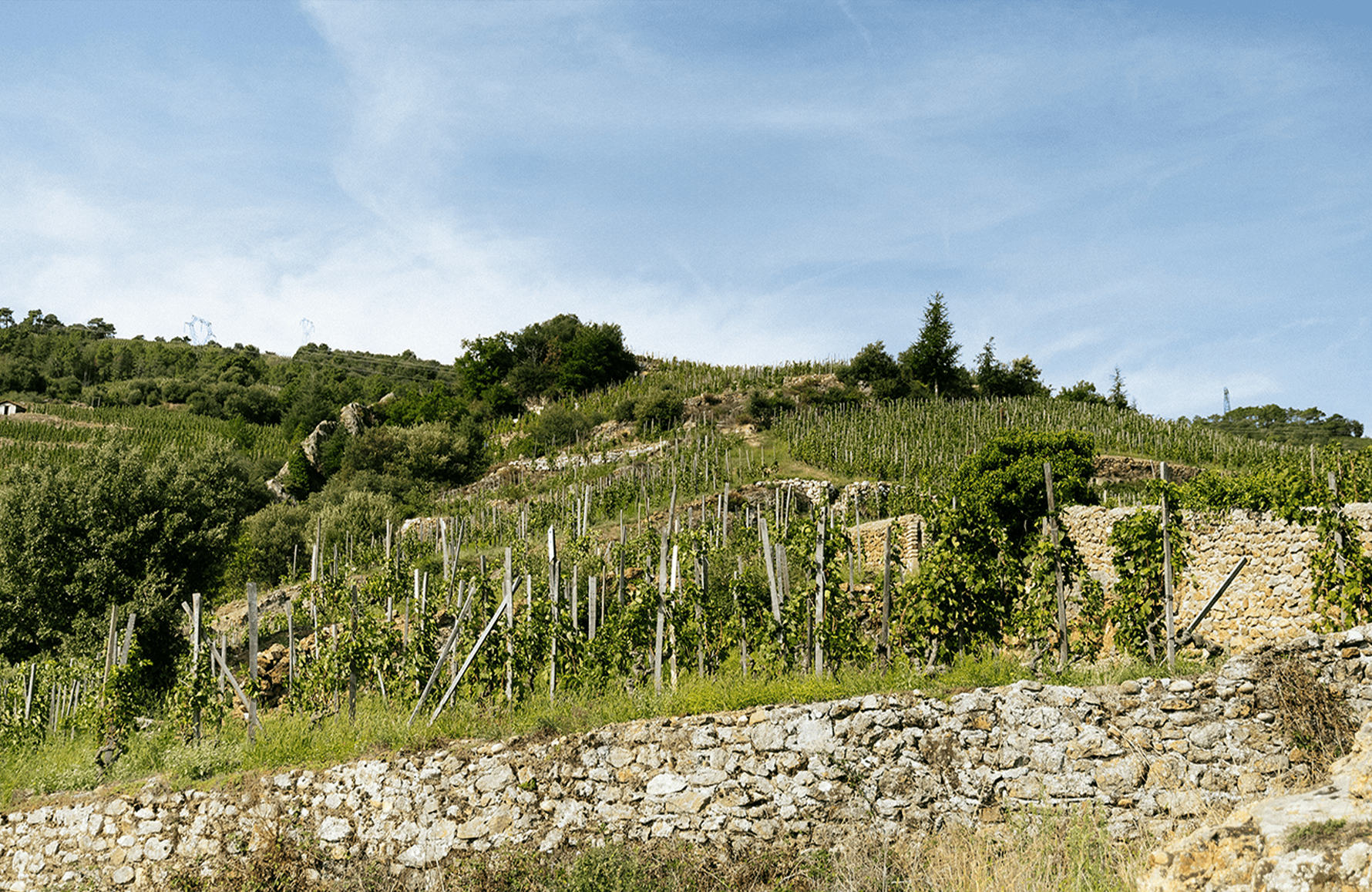 la storia di Domaine Alain Voge