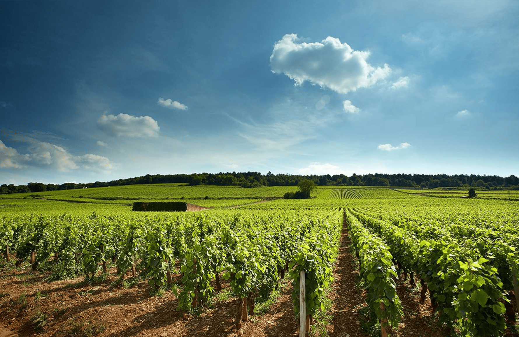 la storia di Domaine David Duband