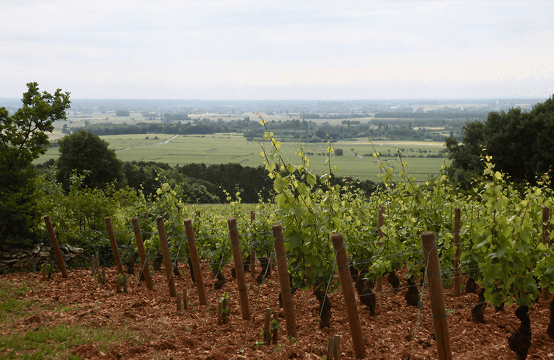 la storia di Domaine Etienne Sauzet