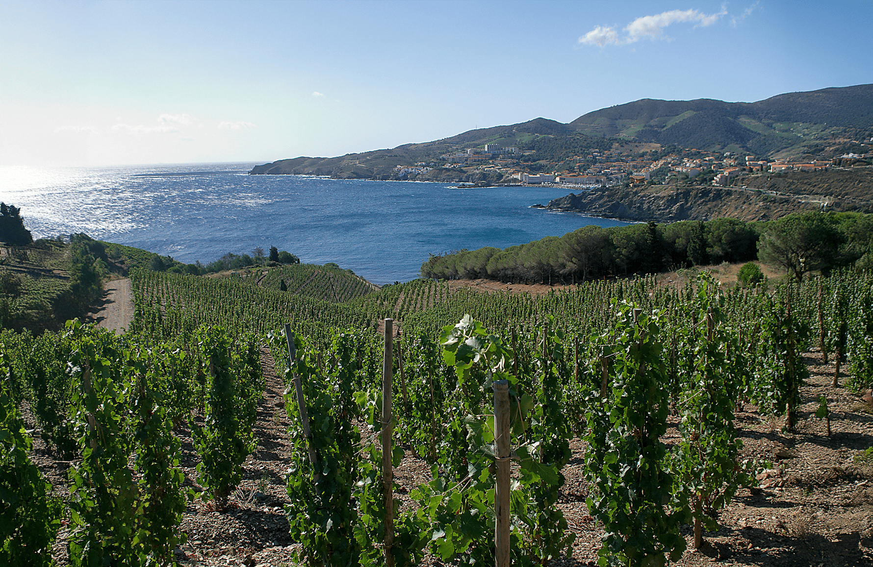la storia di Domaine Madeloc
