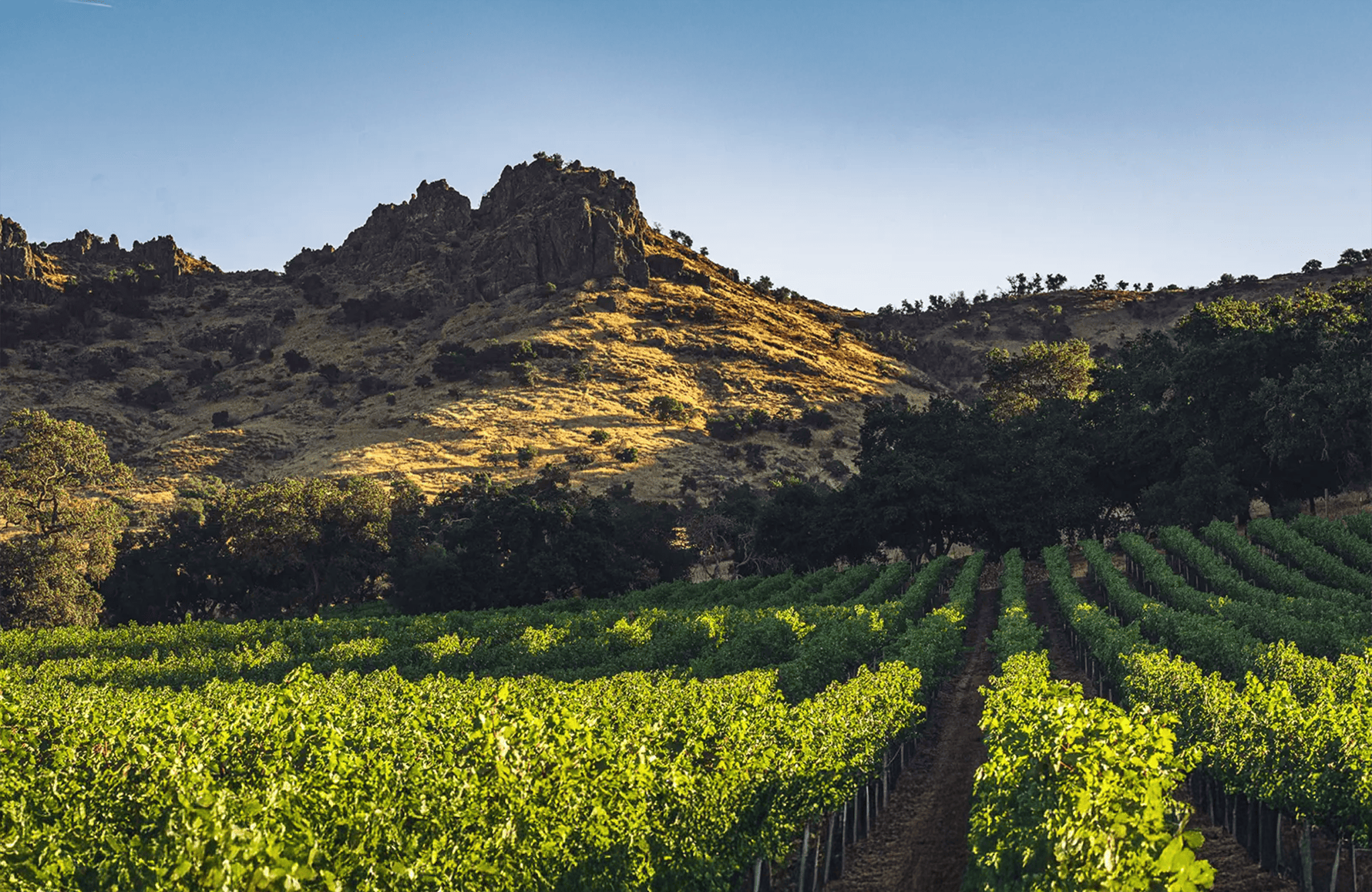 la storia di Salto del cervo - Napa Valley