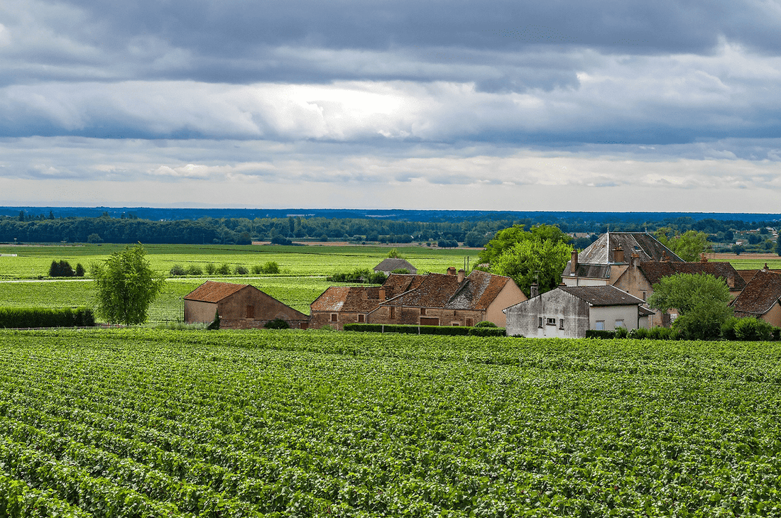 Domaine Trapet