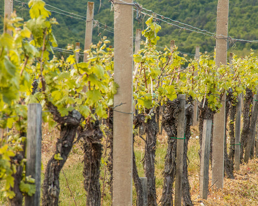 vignes bordeaux