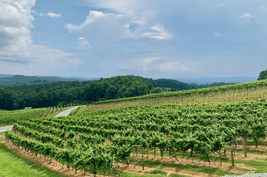 Promenade dans les vignobles bordelais, entre Margaux et Pauillac