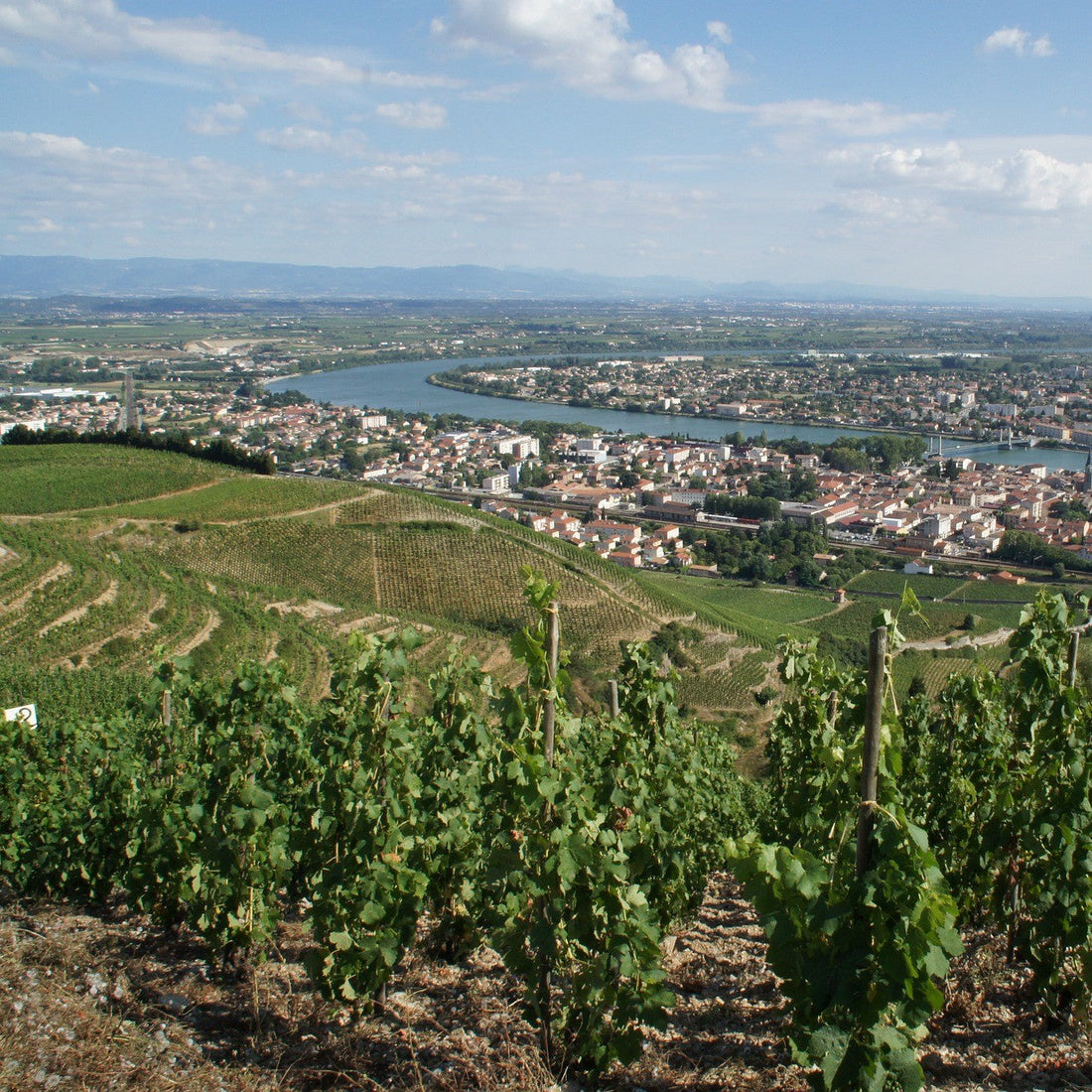 Vignes Rhône