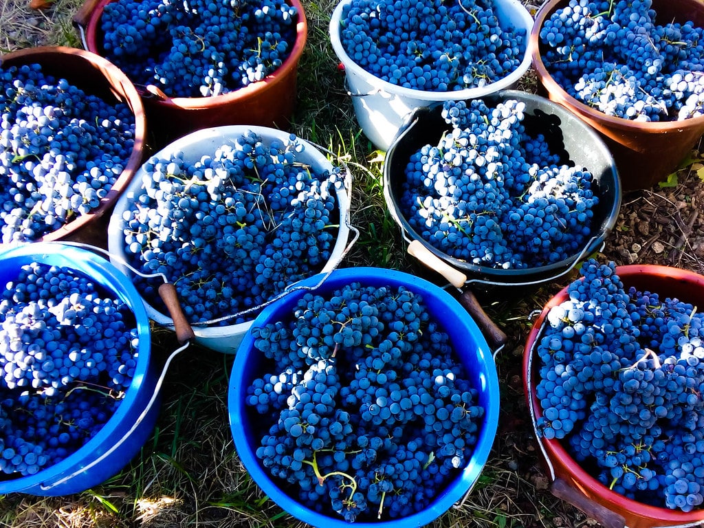 seaux raisins vendanges