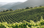 Domaine Conte Abbatucci