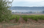 Domaine di Mongestine