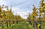 Domaine Fabrice Gasnier