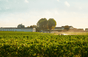 Château Mouton Rothschild