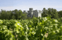 Château La Gurgue
