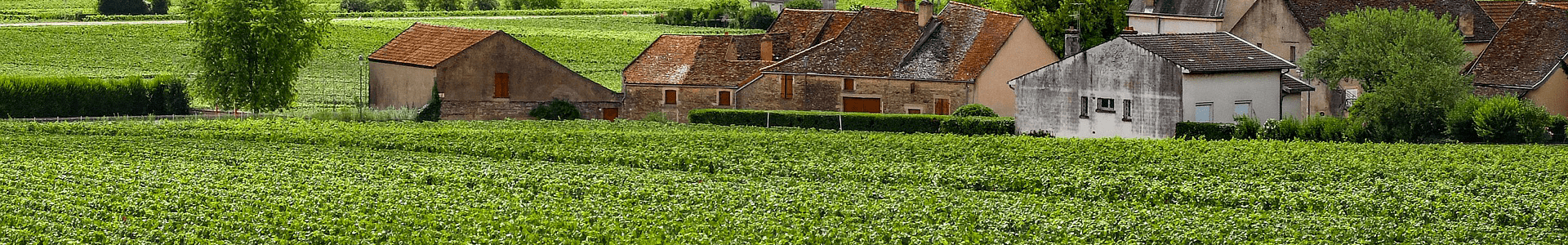 Domaine Antonin Guyon
