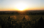 Domaine La Soufrandière