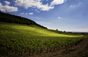 Domaine Denis Mortet