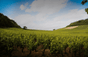 Domaine Theulot Luglio