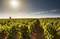 Domaine des Perdrix
