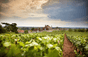 Domaine de l'Arlot