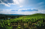 Champagne Philipponnat