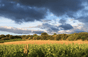 Domaine Di Clos Fate