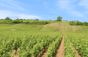Domaine AF Gross