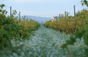 Domaine de la Janasse