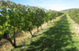 Domaine di Montcalmès