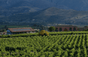 Tenuta Delle Terre Nere - Italie