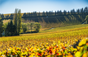 Domaine Pala