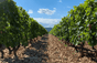 Domaine des Hauts-Châssis
