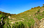 Domaine Georges Vernay
