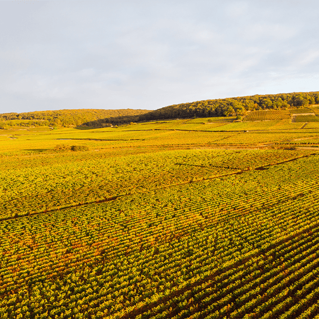 CORTON CARLO MAGNO GRAND CRU