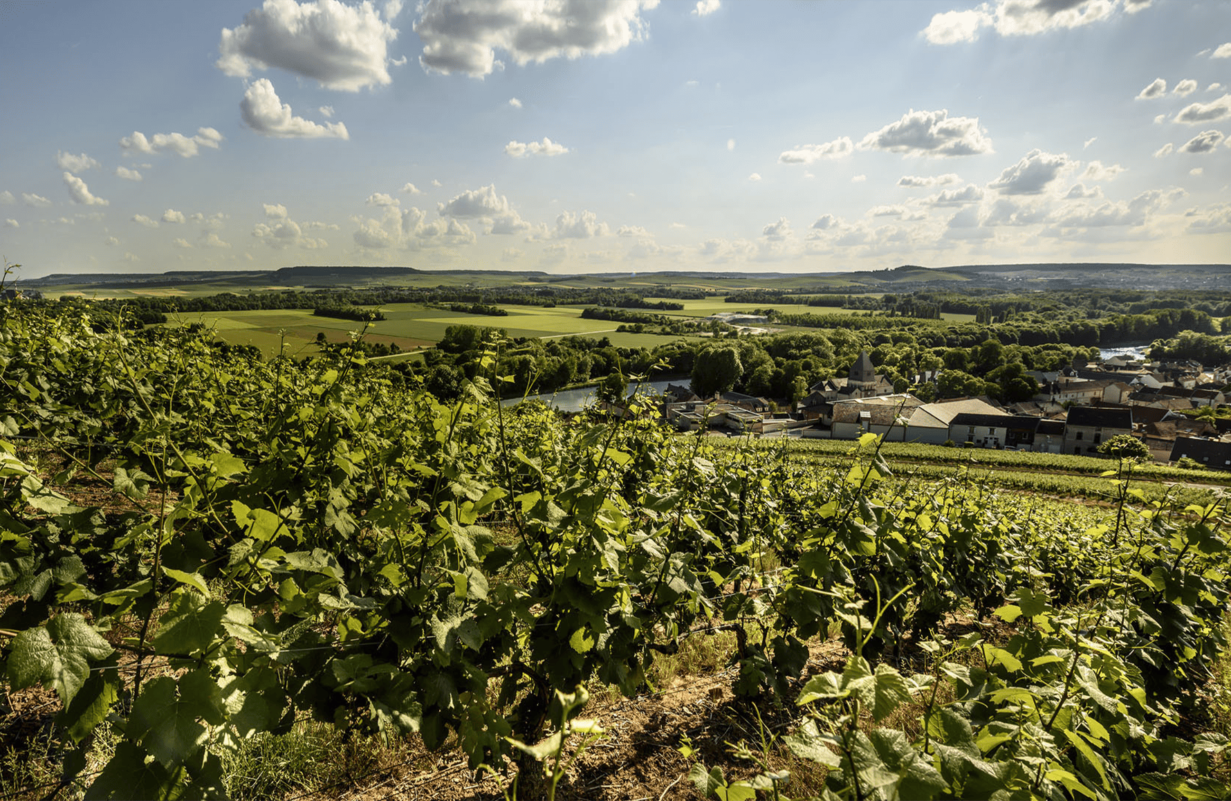 l’histoire du Champagne Billecart Salmon
