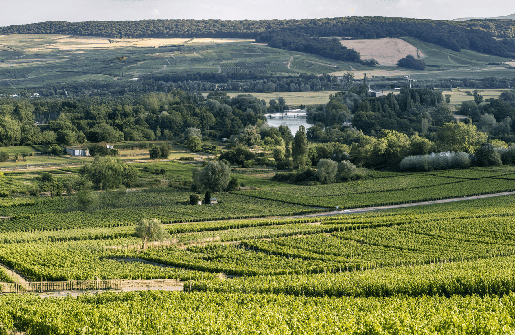 l’histoire du Champagne Bruno Paillard