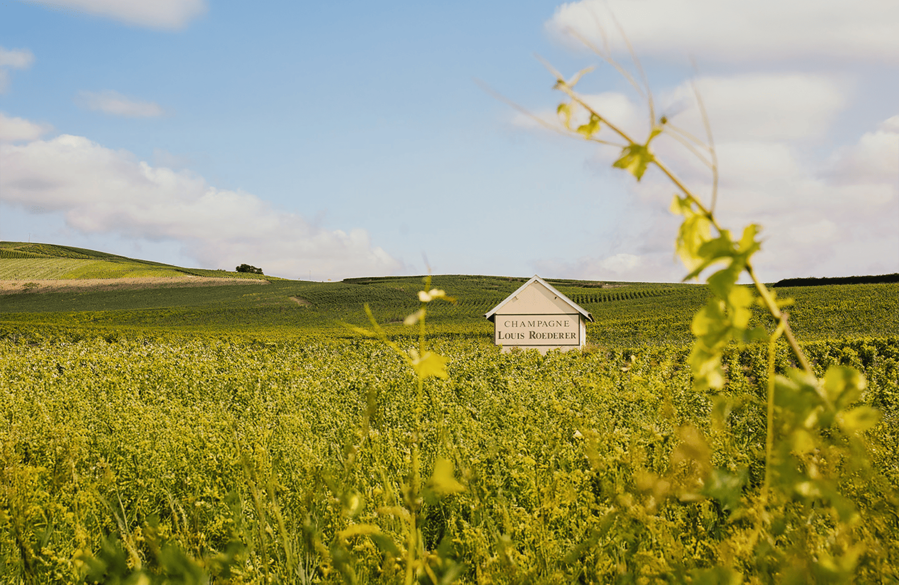 l’histoire du Champagne Louis Roederer