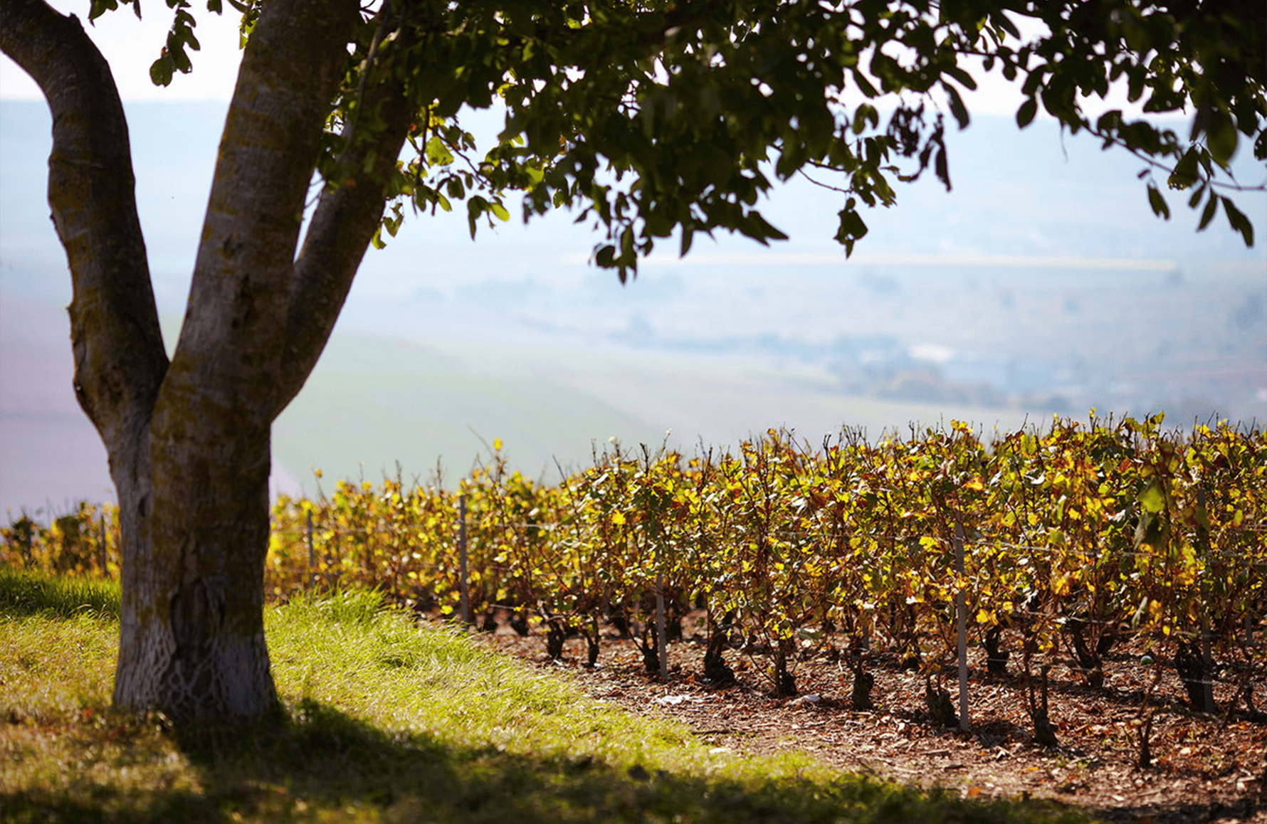l’histoire du Champagne Pol Roger
