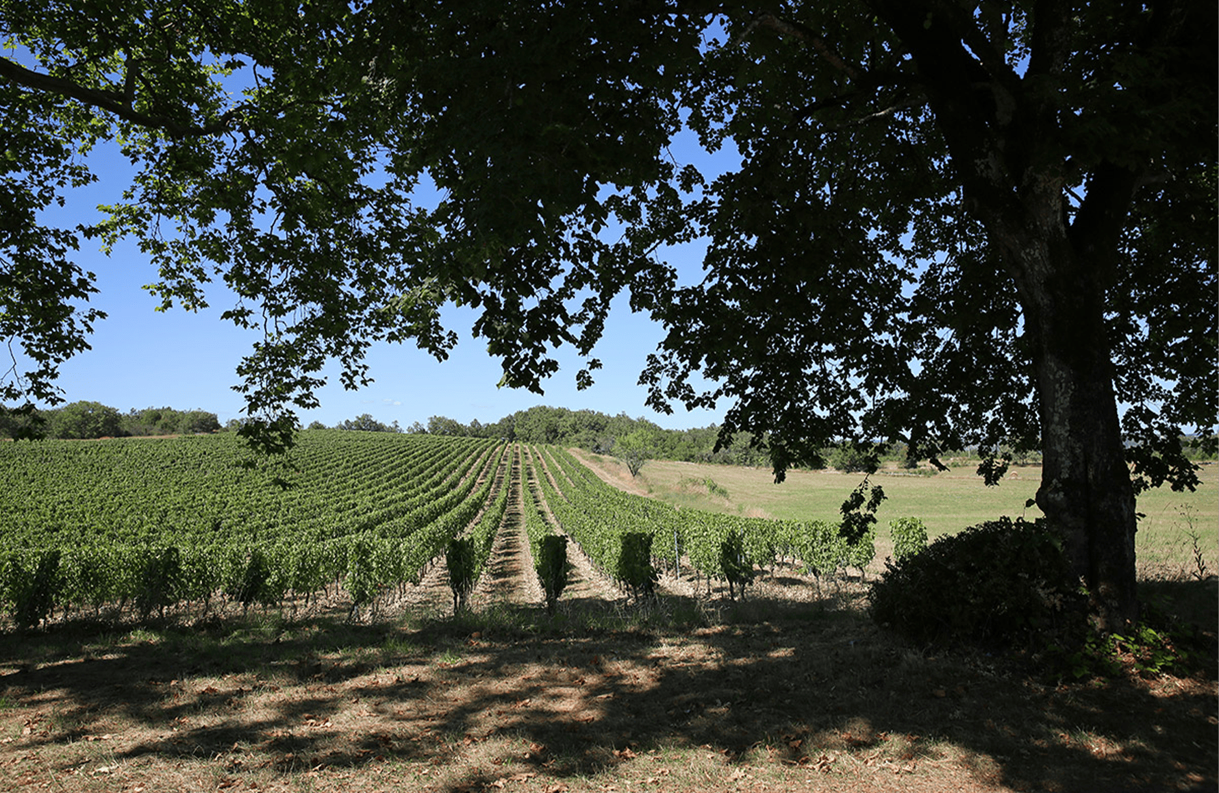 la storia di Château Combel-la-Serre