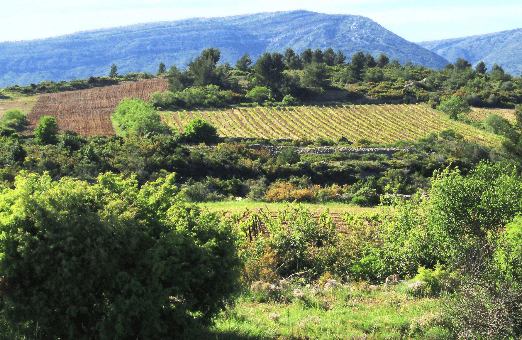la storia di Clos dell'Anhel