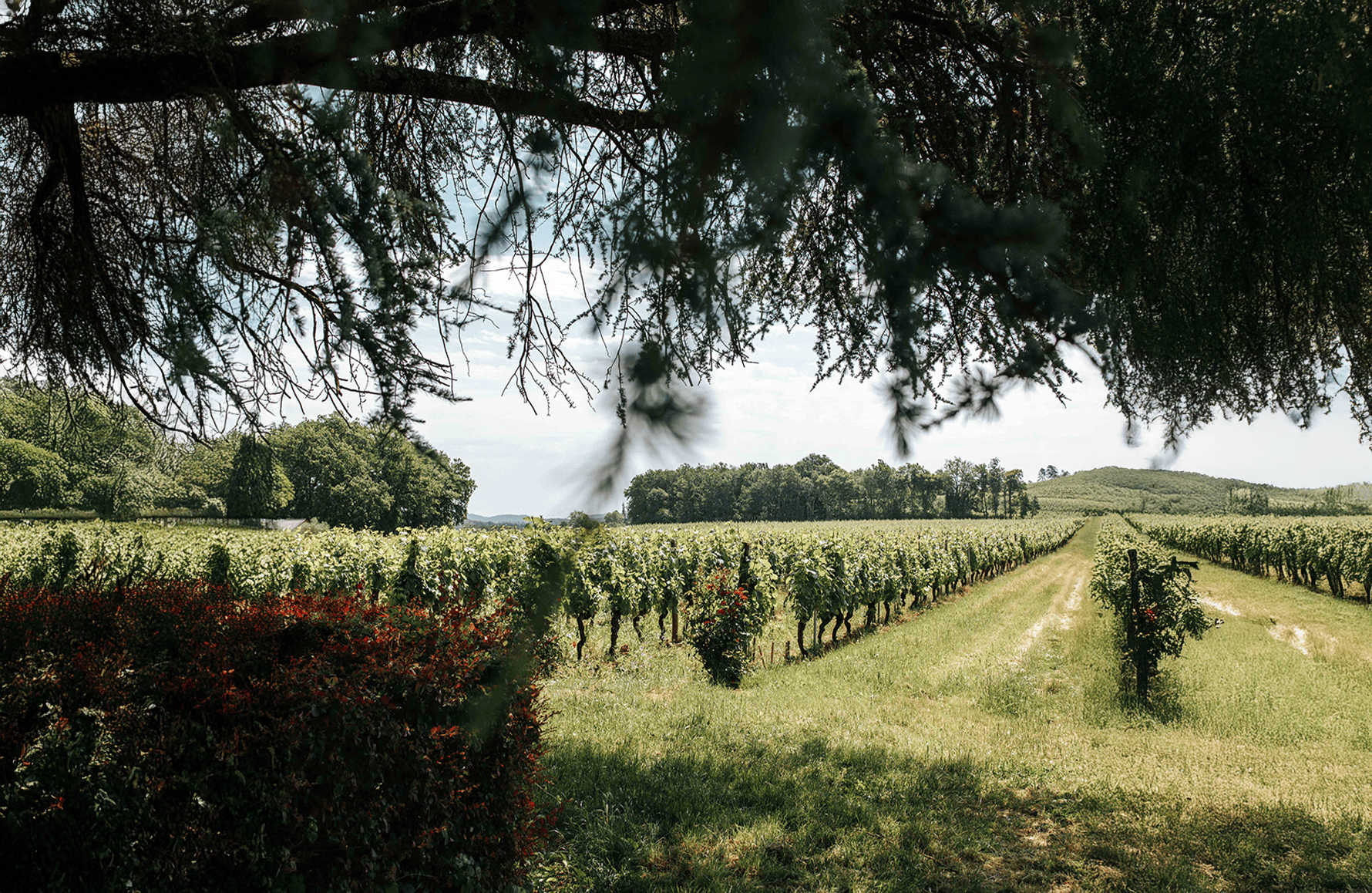 la storia di Clos Triguedina