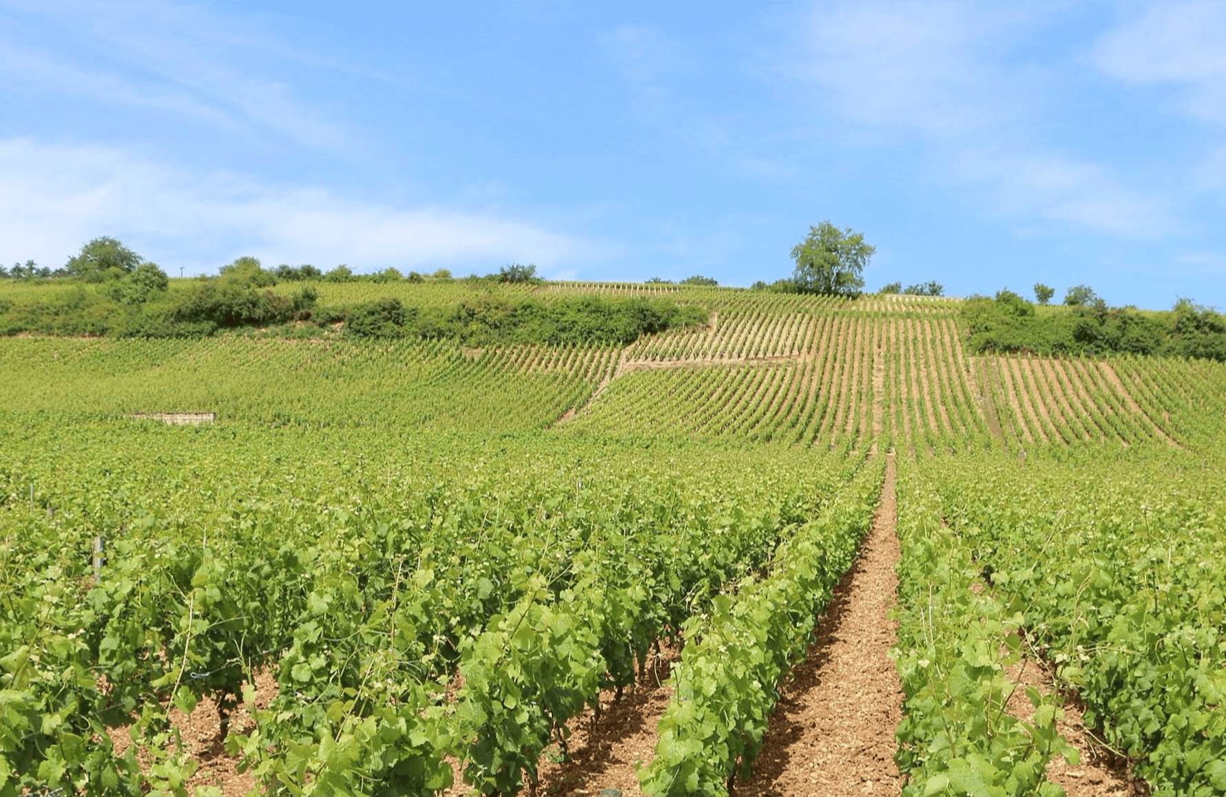la storia di Domaine AF Gross