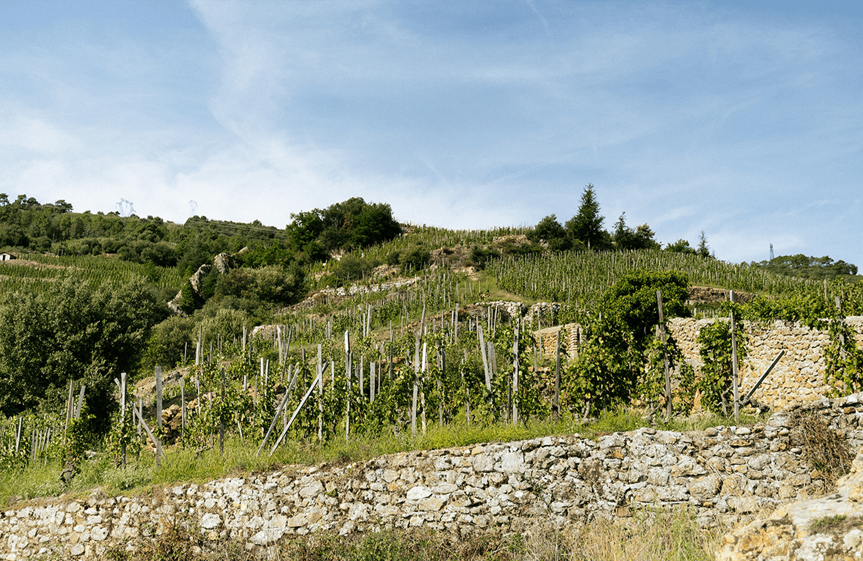 la storia di Domaine Alain Voge