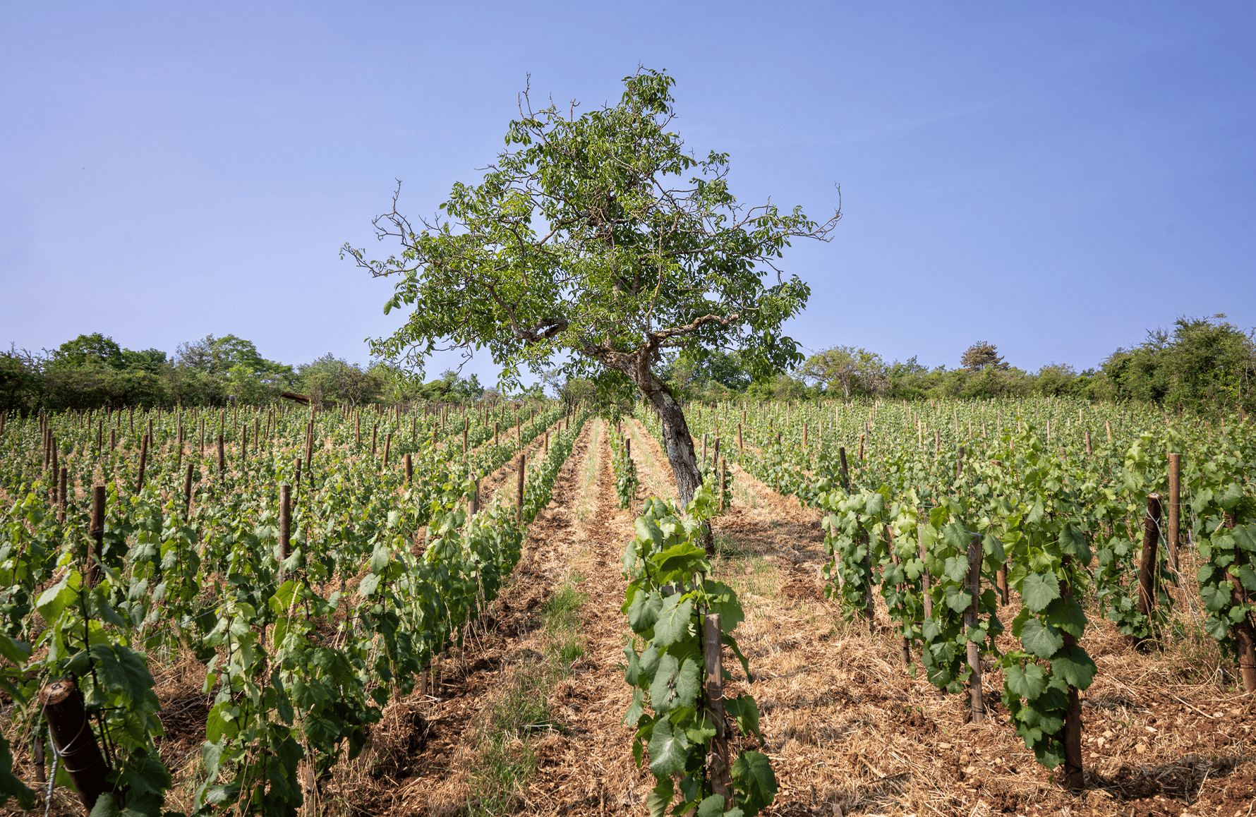 l’histoire du Domaine Boris Champy
