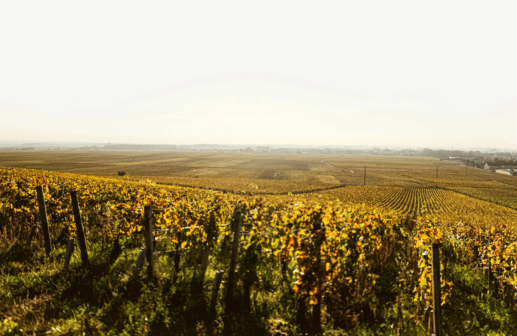 la storia di Domaine Chantal Lescure