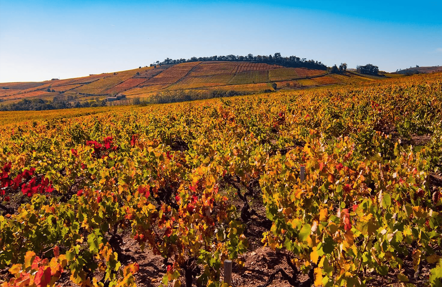 la storia di Chermette Estates