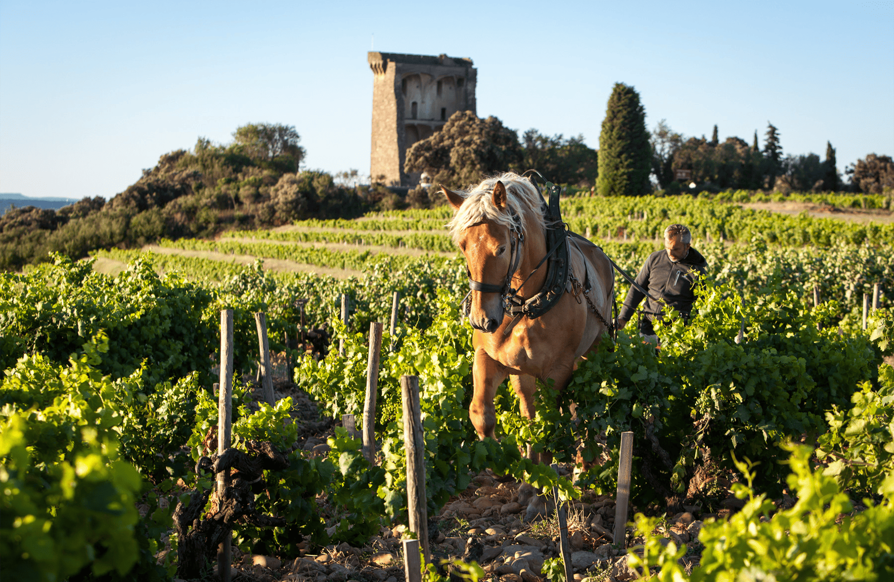 la storia di Domaine di Beaurenard