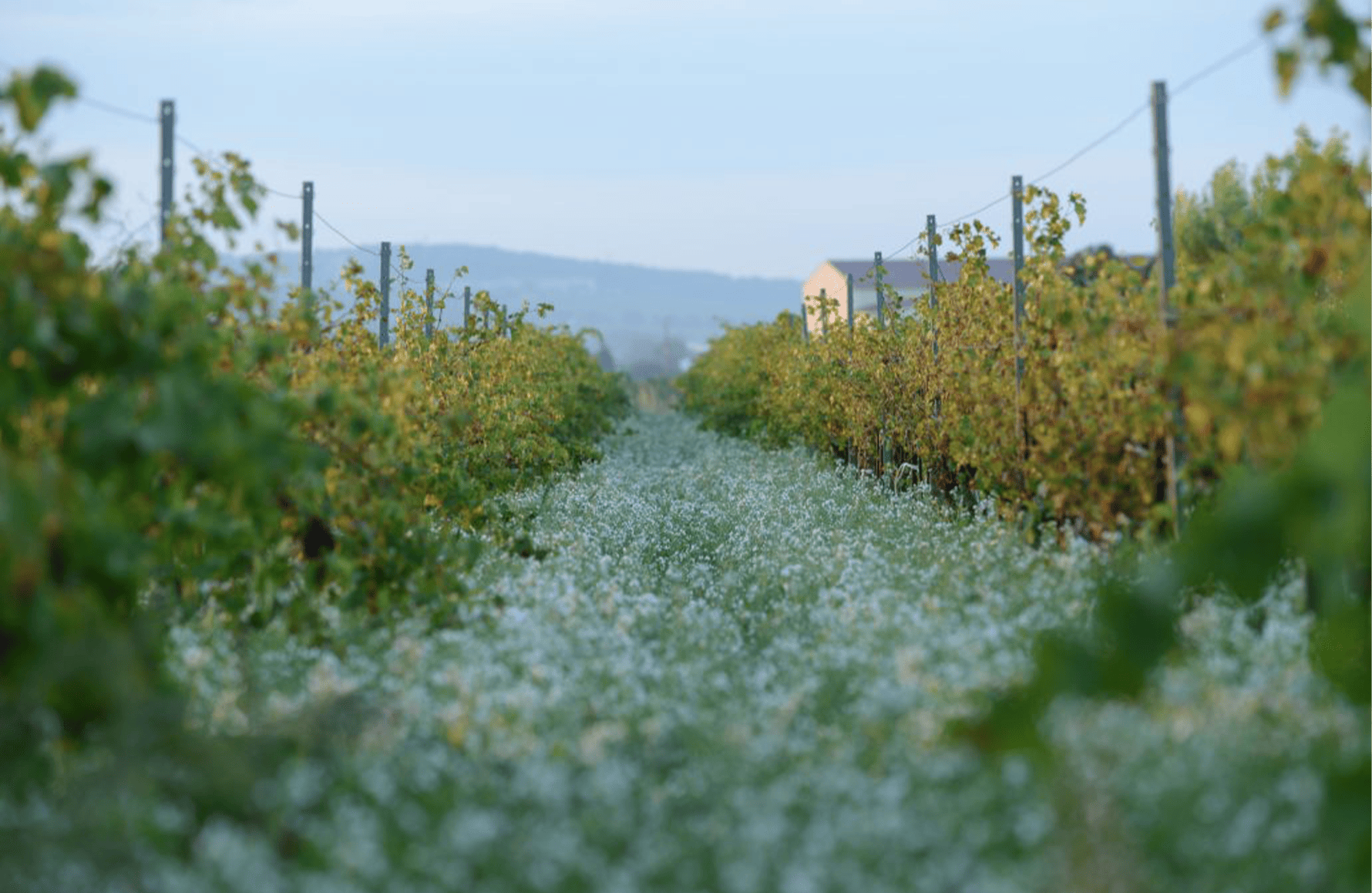 la storia di Domaine delle Janasse