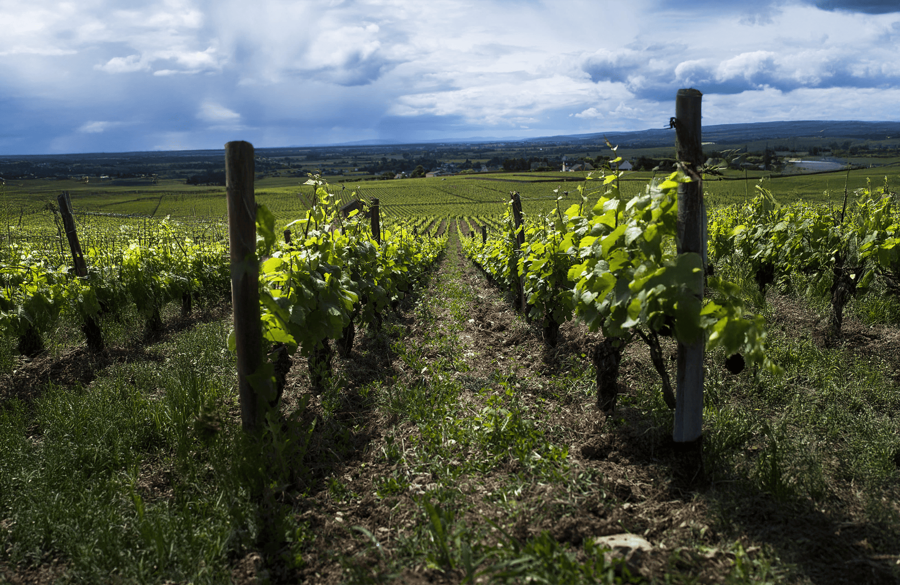 la storia di Domaine Eric de Suremain