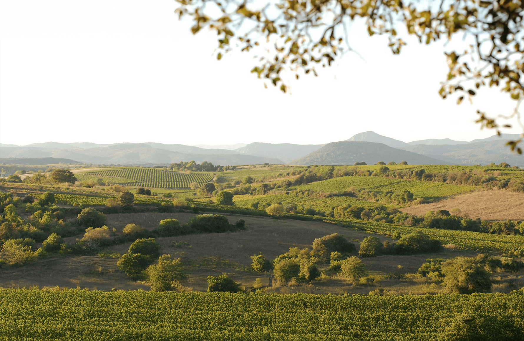 la storia di Domaine del Aurelles