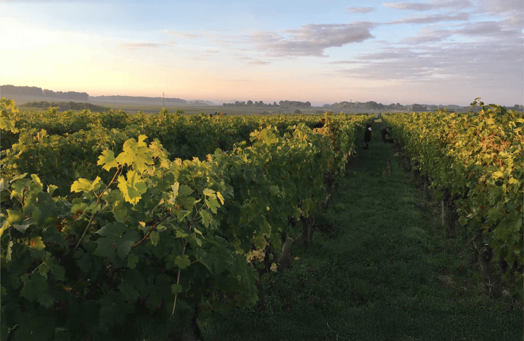 la storia di Domaine del Roches Neuves
