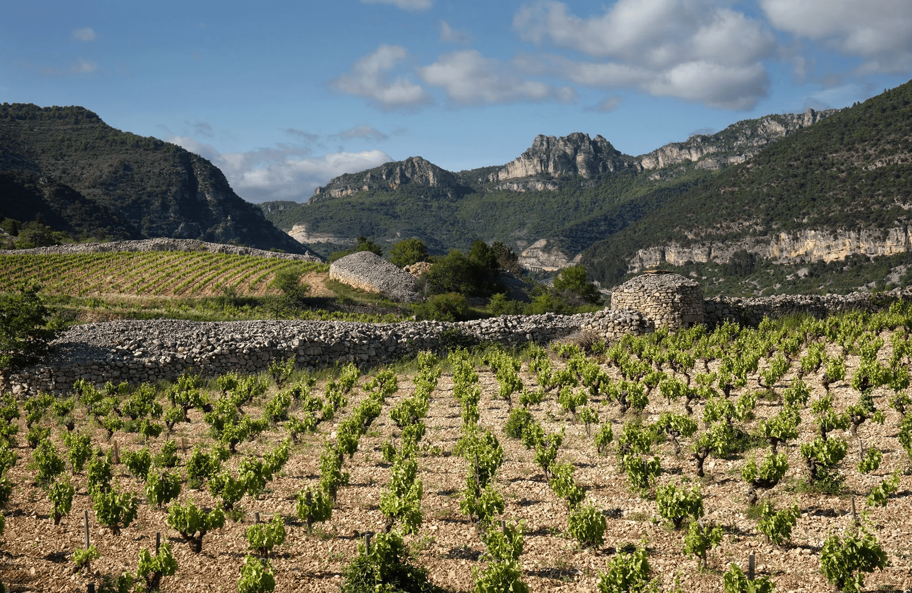 la storia di Domaine Di Pas de l'Escalette